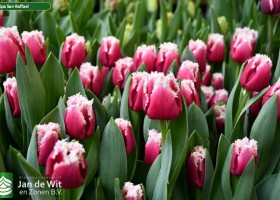 Tulipa San Raffael ® (2)